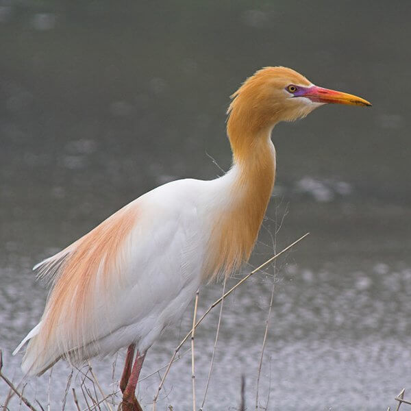 Egret, Cattle