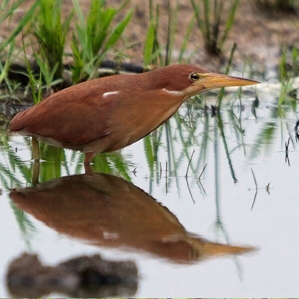 Bittern, Cinnamon
